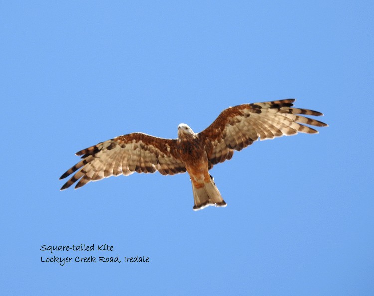 Square-tailed Kite - ML142724051