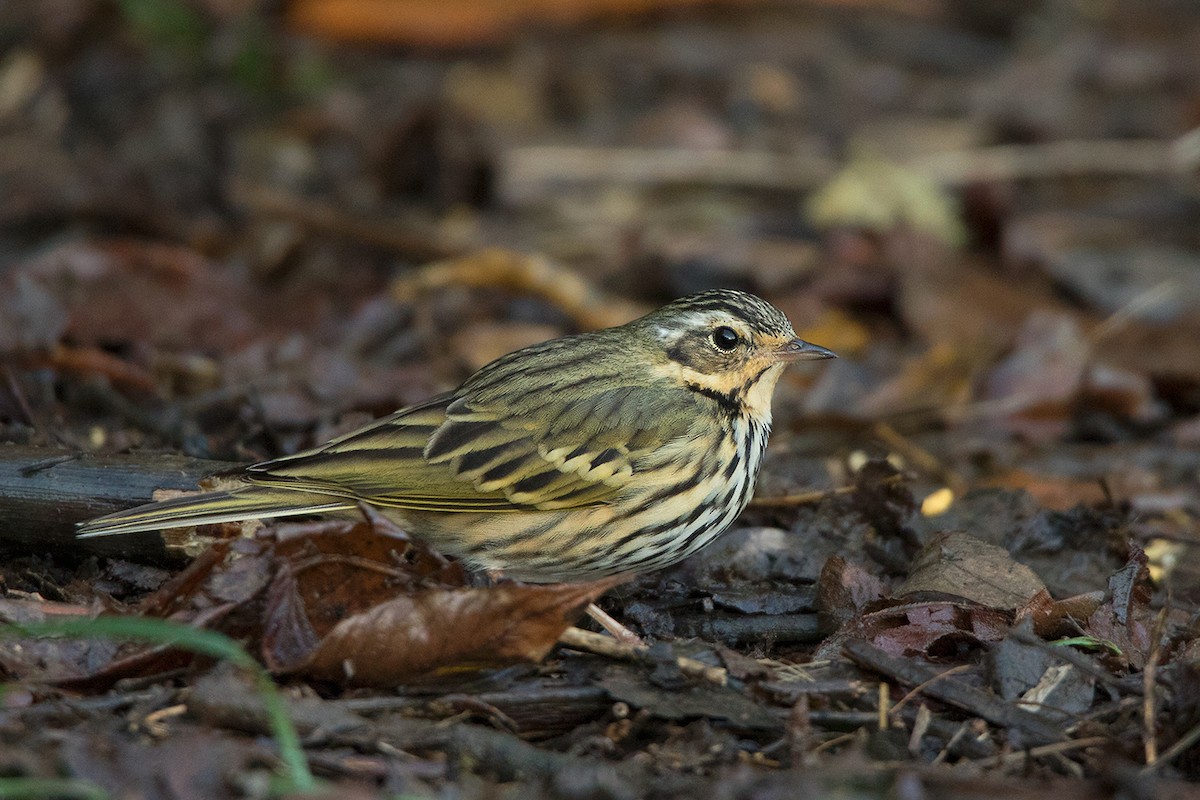 Olive-backed Pipit - ML142724461