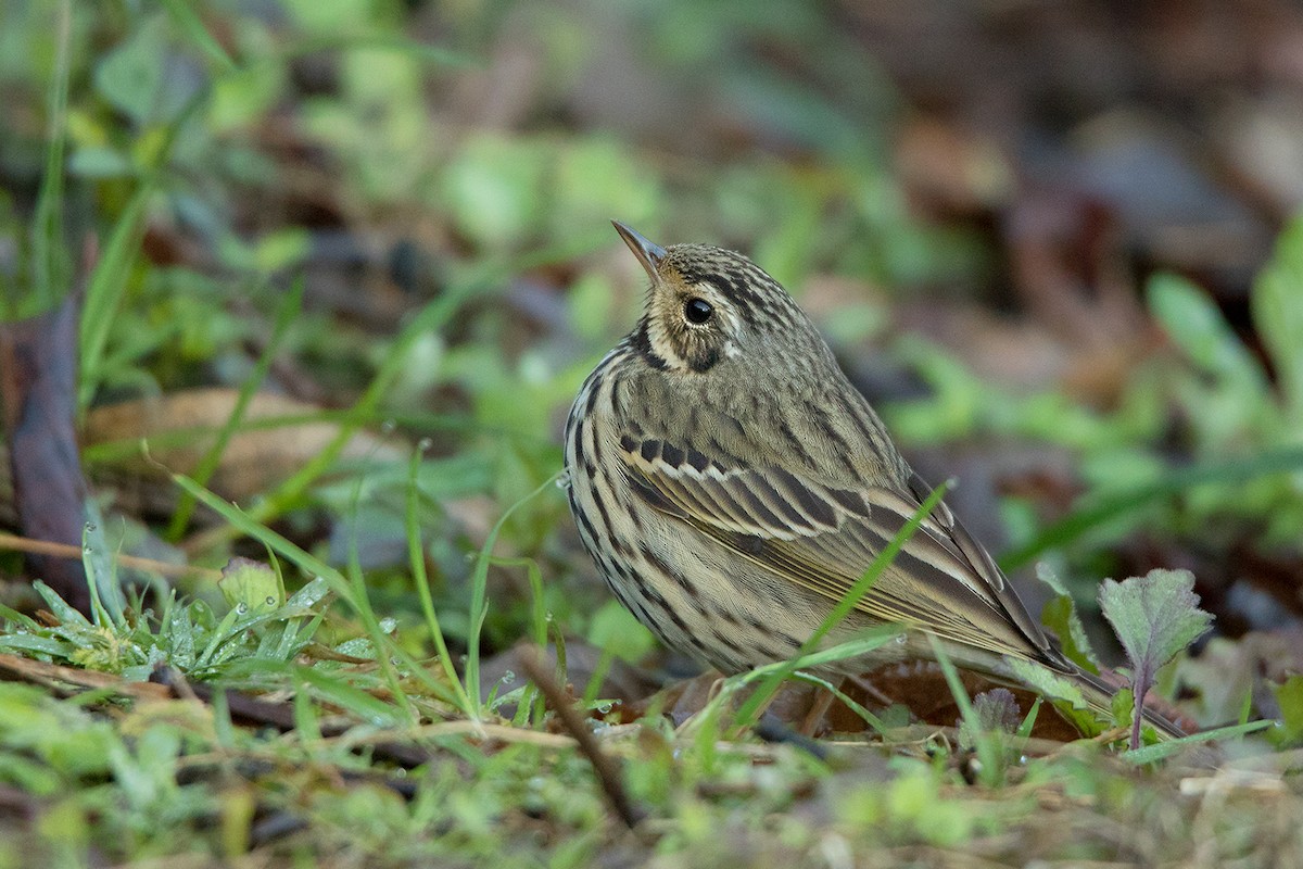 Olive-backed Pipit - ML142724471