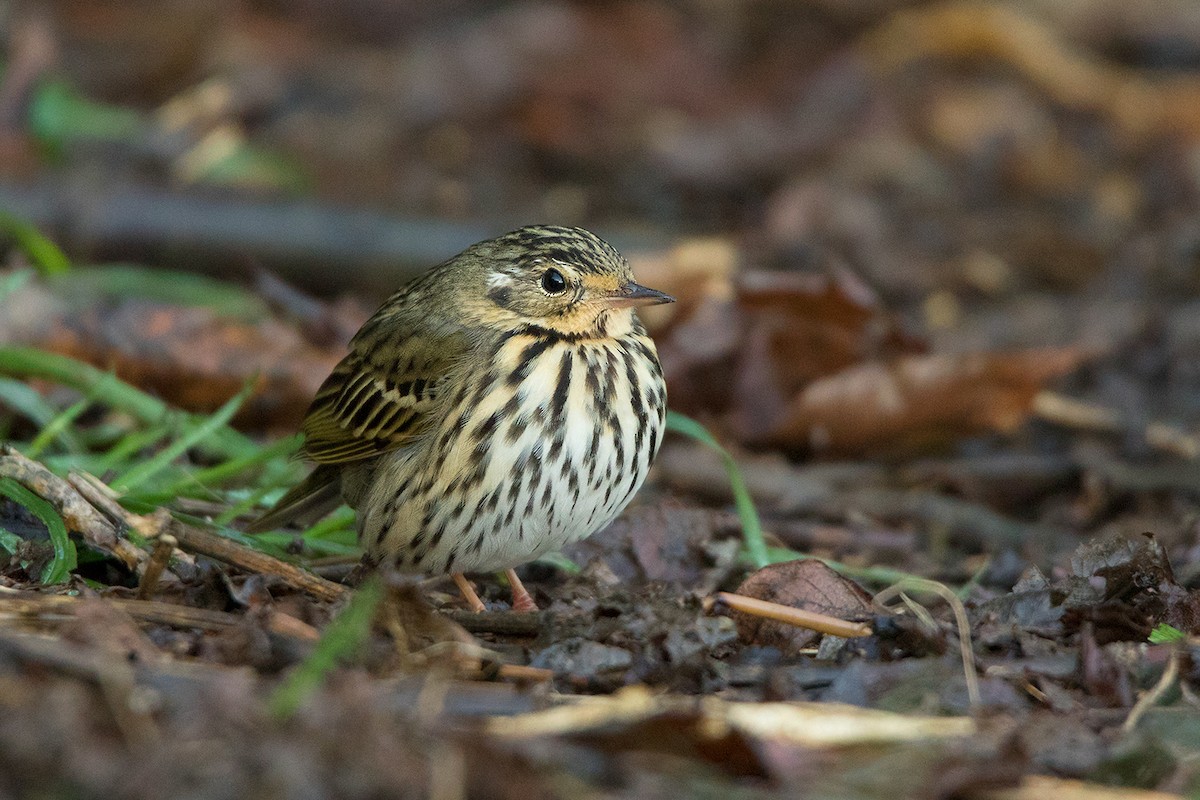 Olive-backed Pipit - ML142724481