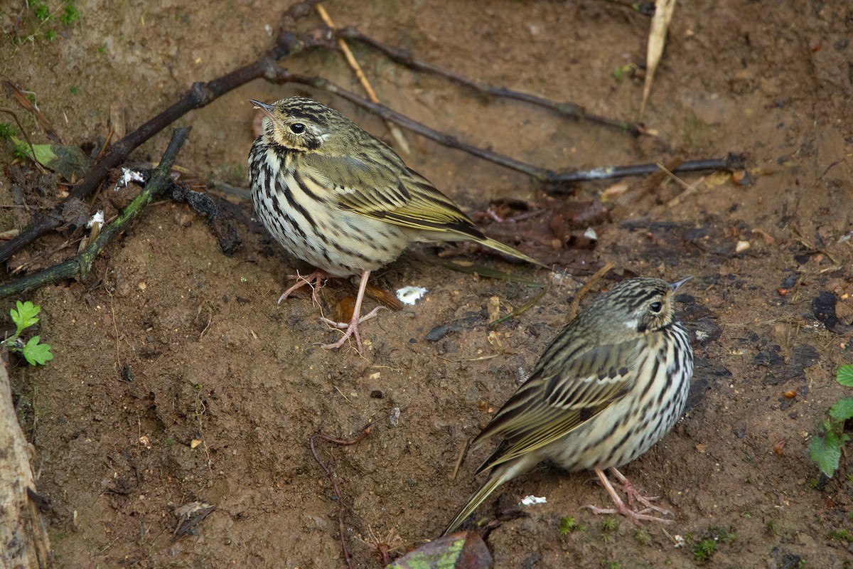 Olive-backed Pipit - ML142724491