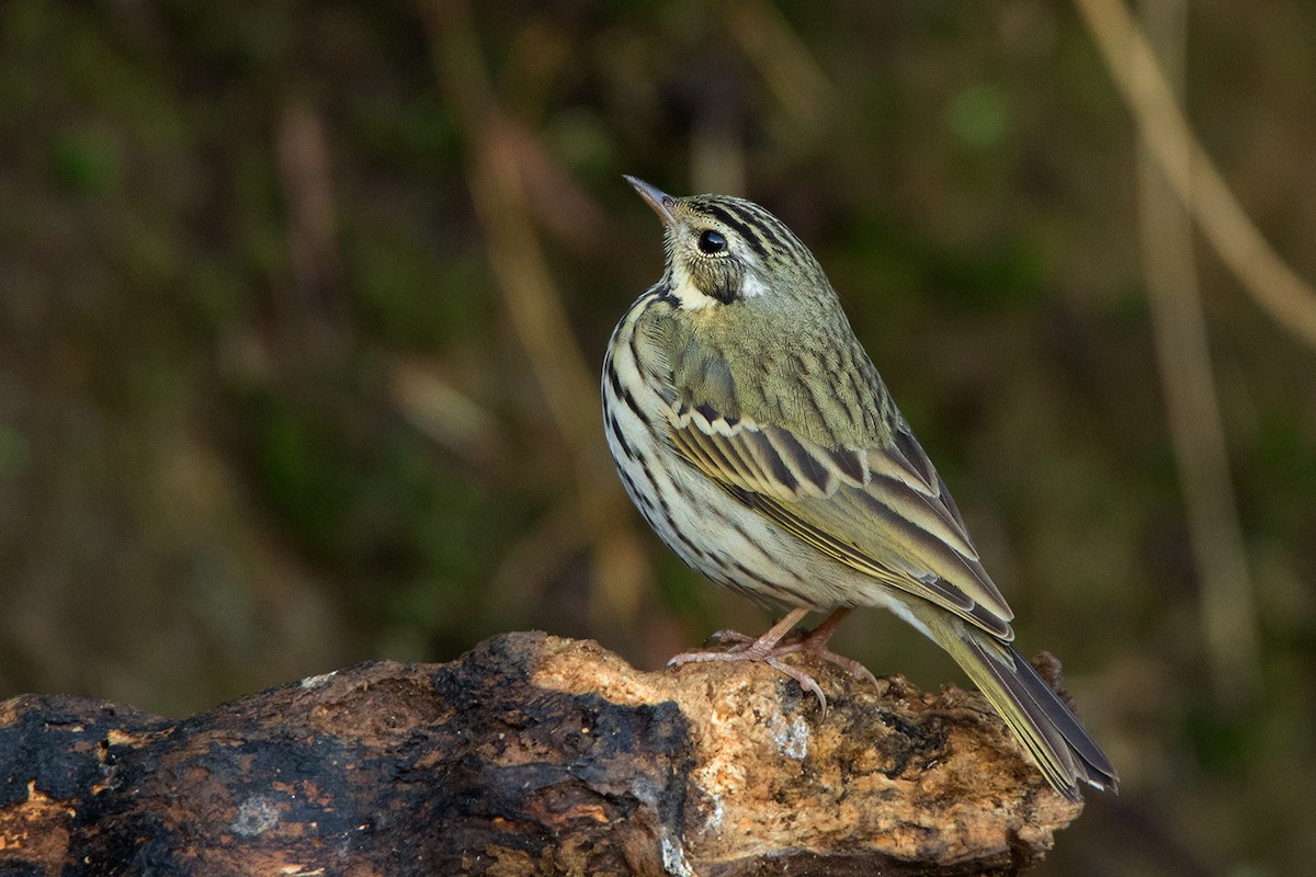 Olive-backed Pipit - ML142724501