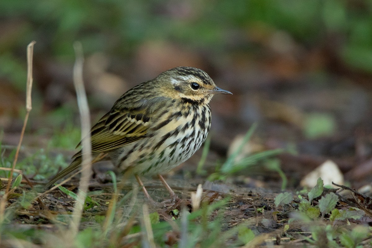 Olive-backed Pipit - ML142724511