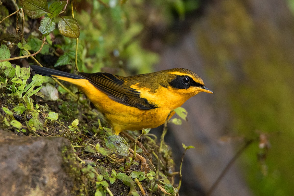 Golden Bush-Robin - Ayuwat Jearwattanakanok