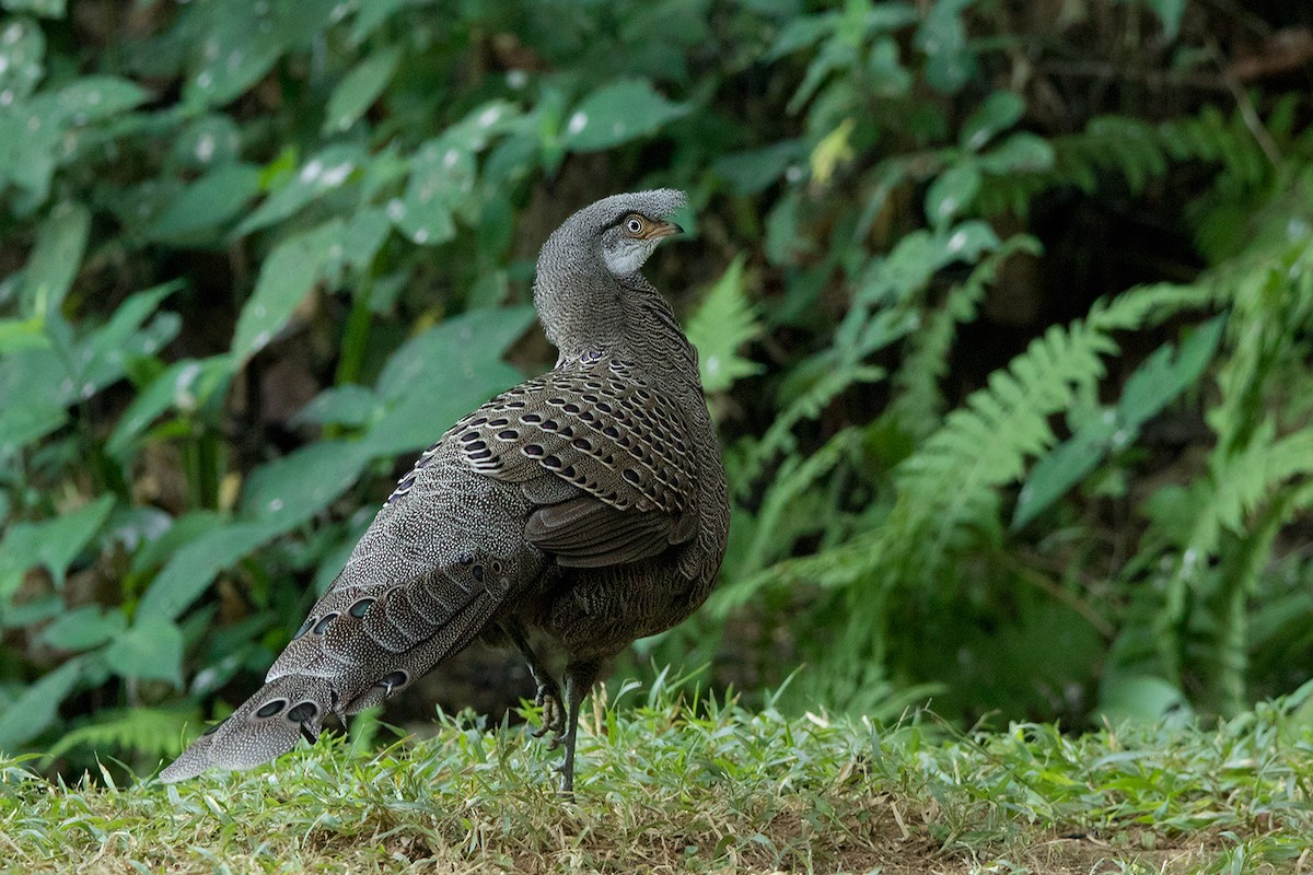 Gray Peacock-Pheasant - ML142725111