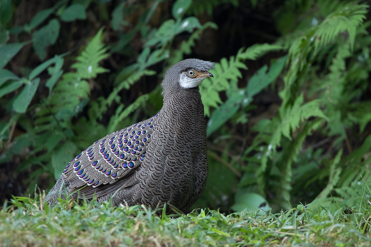 Gray Peacock-Pheasant - ML142725121