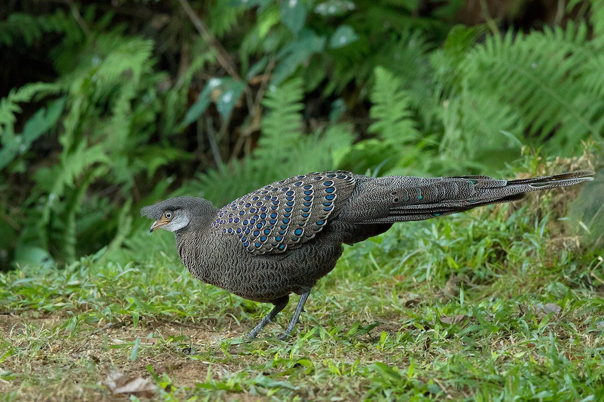 Gray Peacock-Pheasant - ML142725131