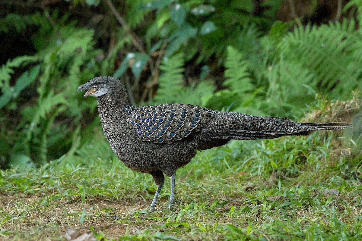 Gray Peacock-Pheasant - ML142725141
