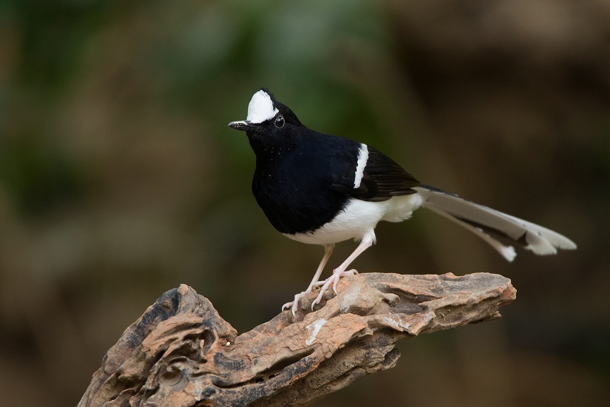 White-crowned Forktail - ML142726181