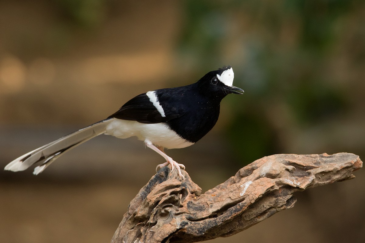 White-crowned Forktail - ML142726191