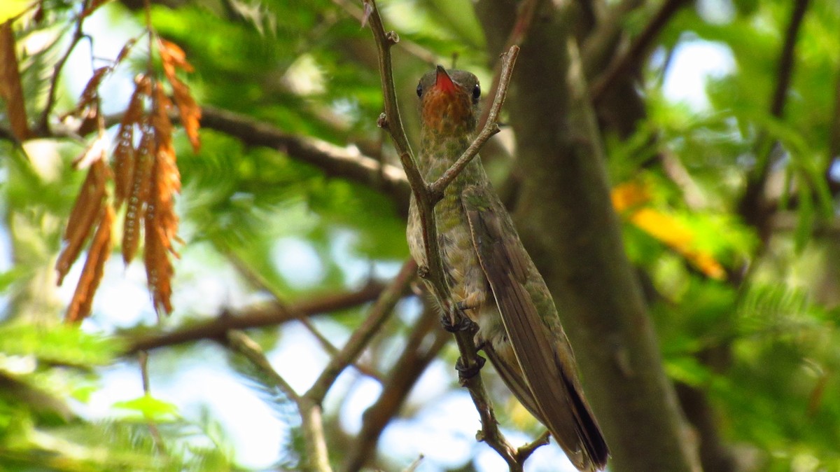Gilded Hummingbird - Luis  Weymar Junior