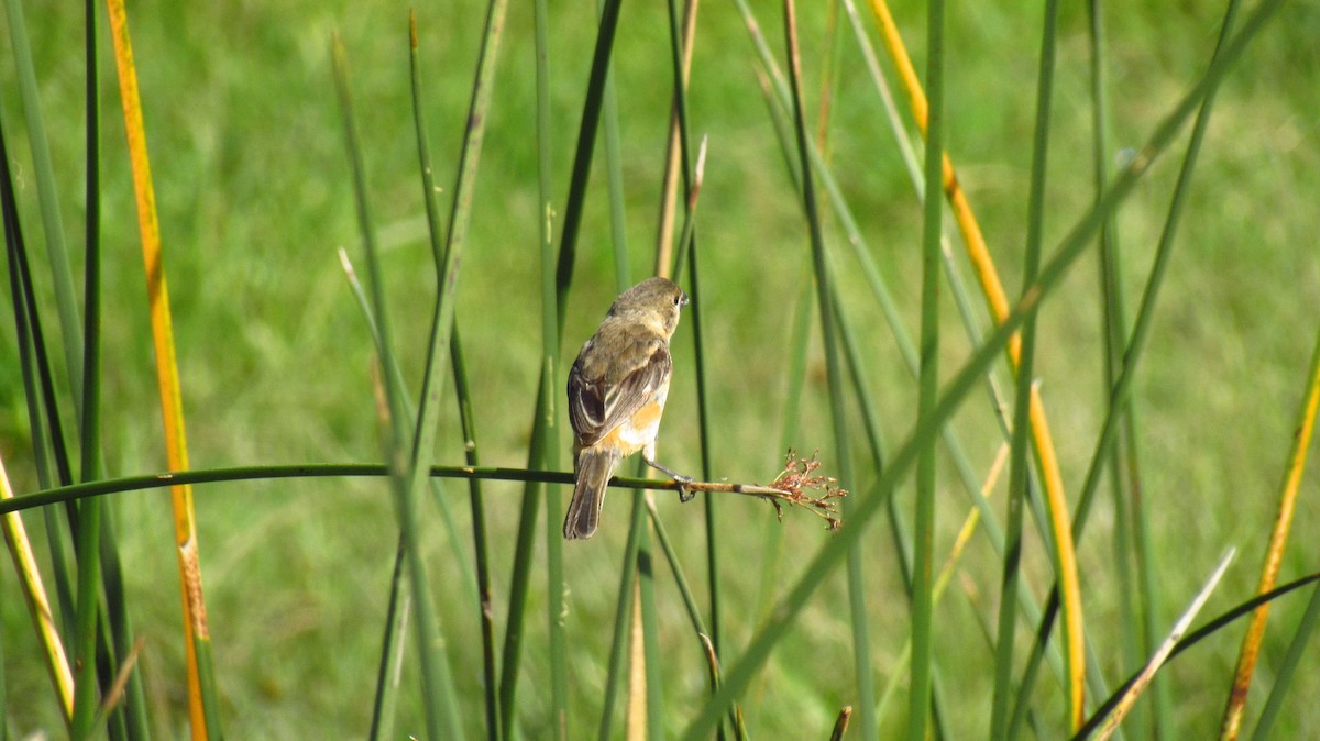 Rusty-collared Seedeater - ML142727471