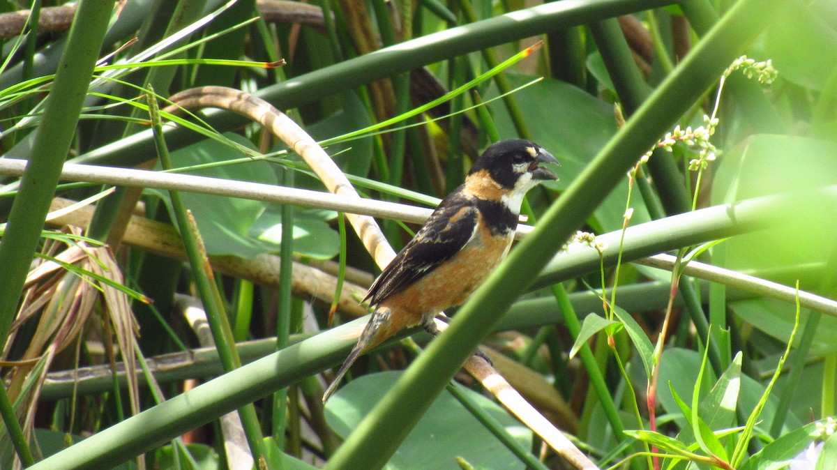 Rusty-collared Seedeater - ML142727491