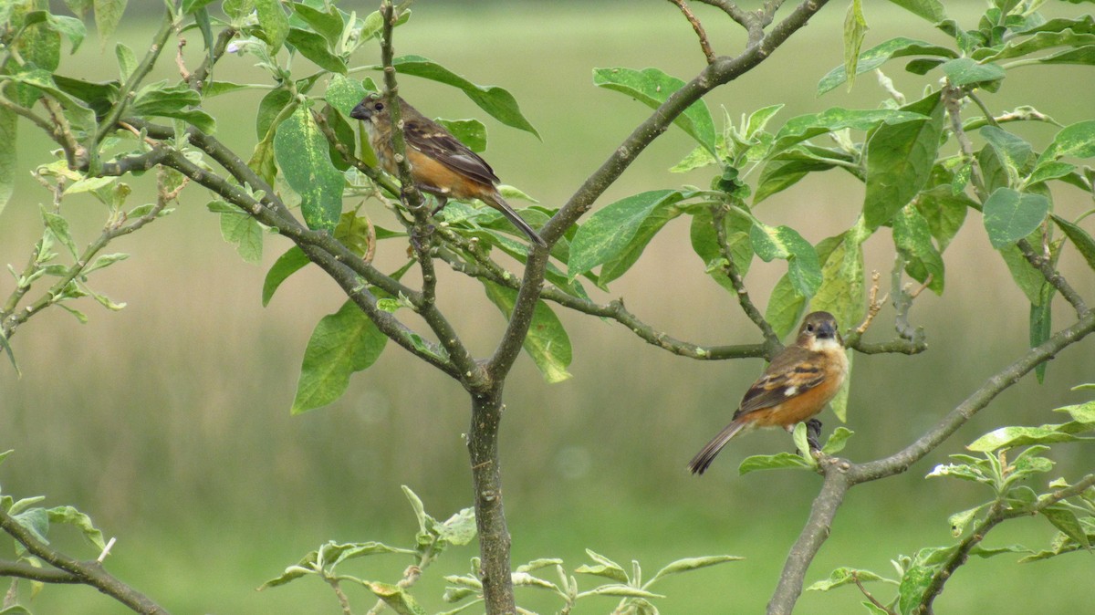 Rusty-collared Seedeater - ML142727501