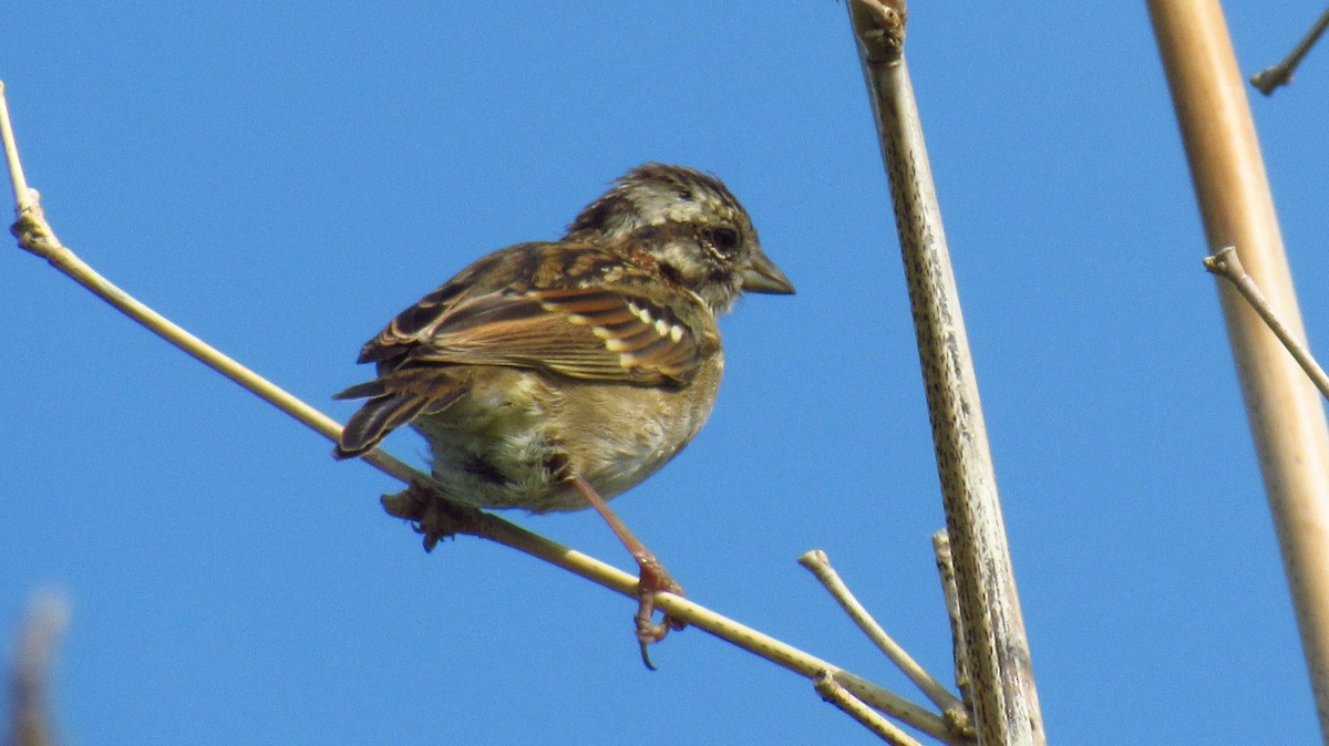 Rufous-collared Sparrow - Luis  Weymar Junior