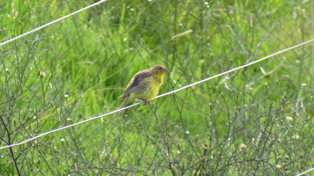 Grassland Yellow-Finch - ML142727991