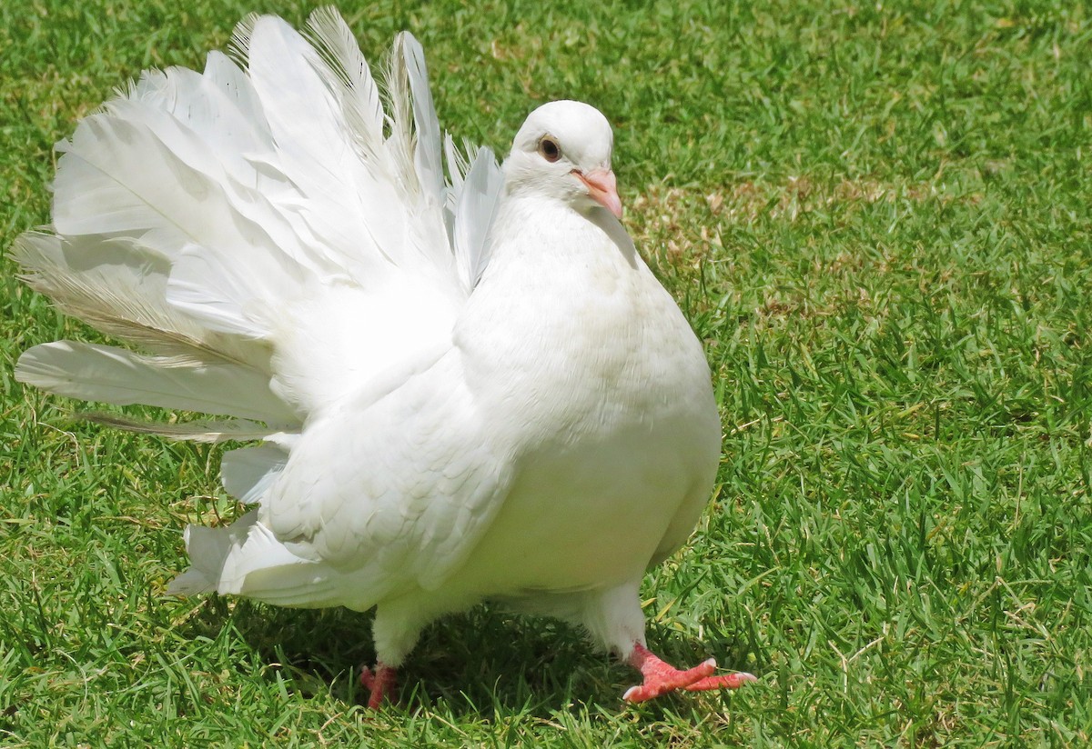 Rock Pigeon (Feral Pigeon) - ML142728351