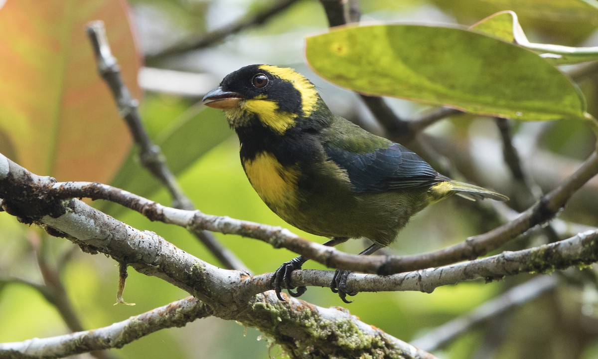 Gold-ringed Tanager - ML142729691