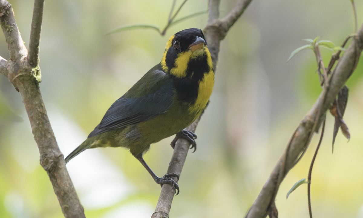 Gold-ringed Tanager - ML142729701