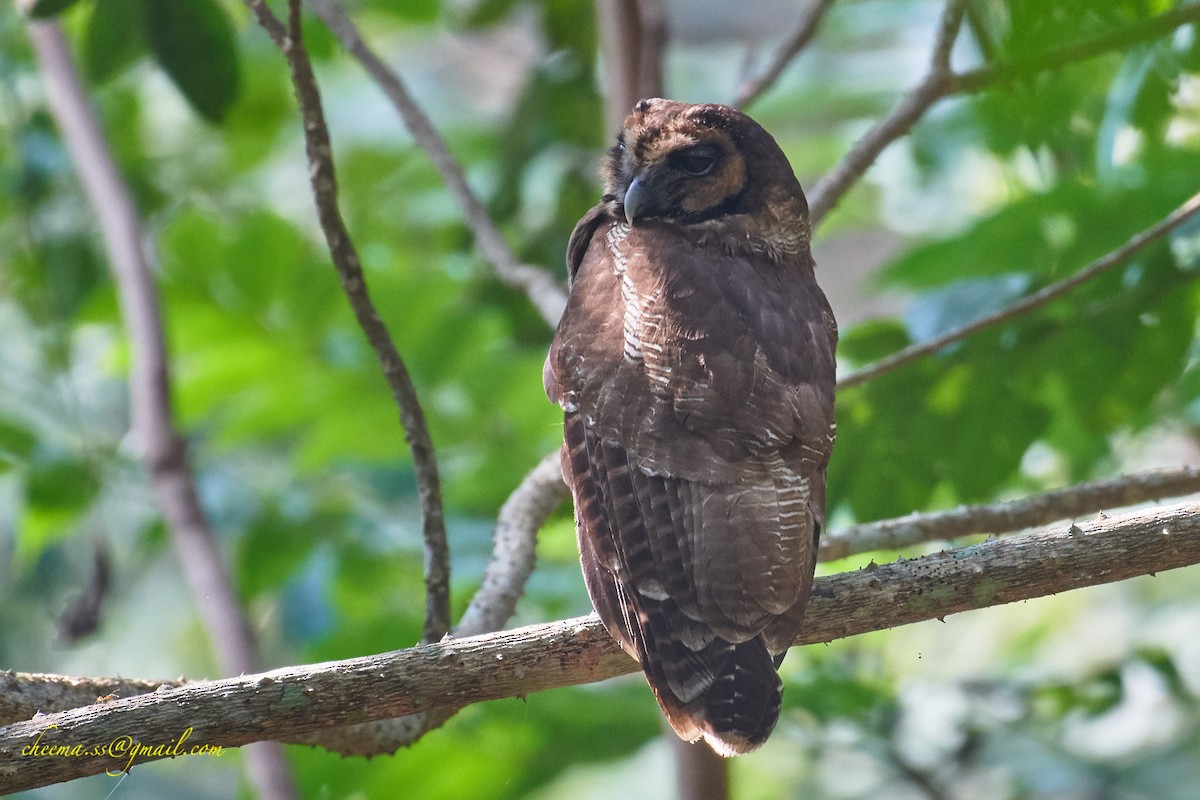 Brown Wood-Owl - S S Cheema