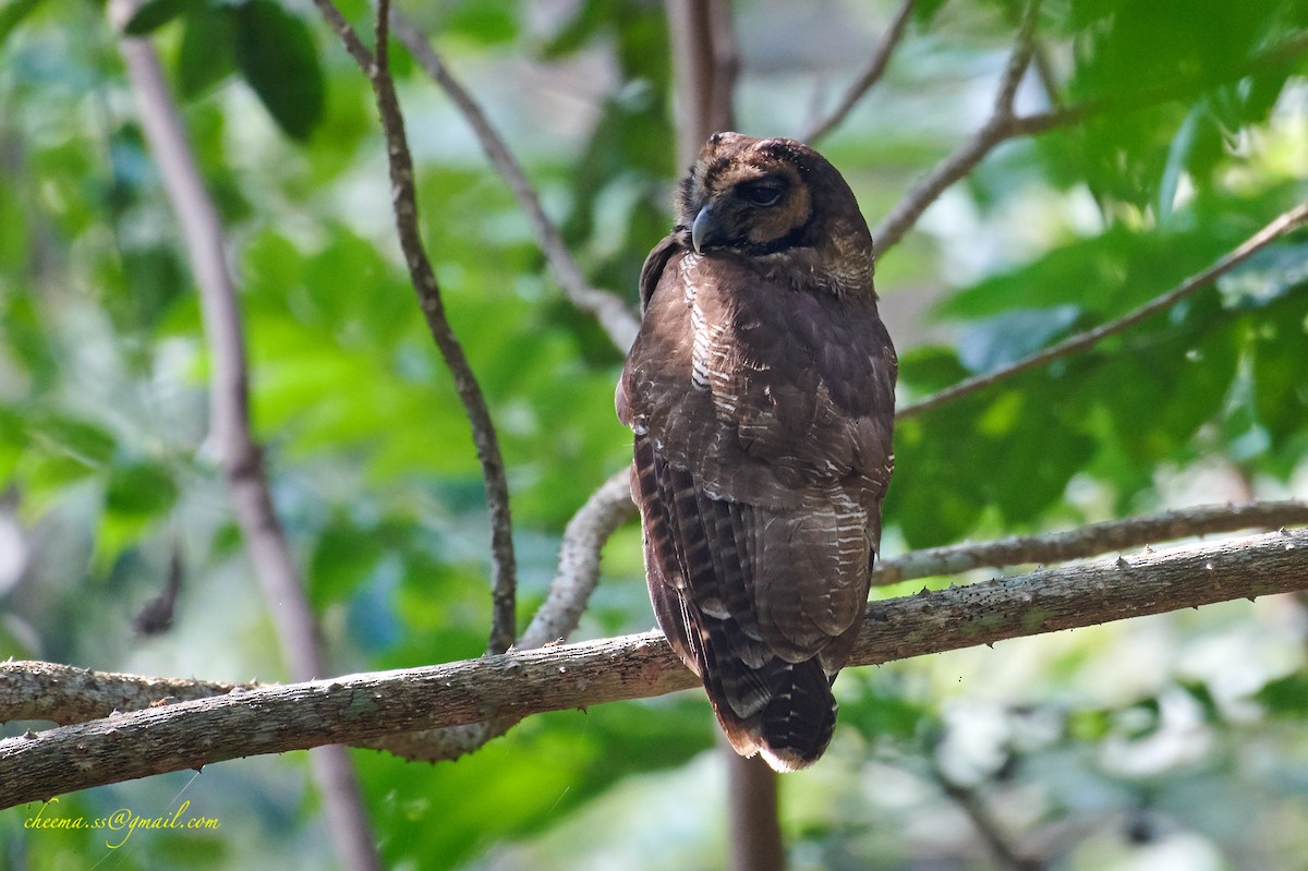 Brown Wood-Owl - S S Cheema