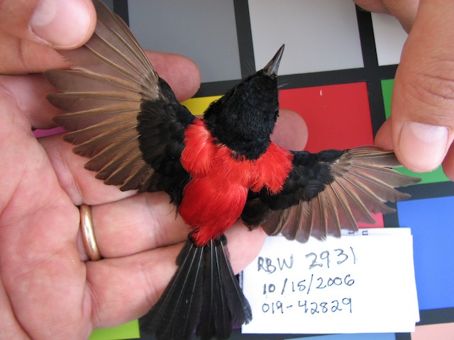 Adult male in-hand (subspecies&nbsp;<em><em class="SciName notranslate">cruentatus</em>).</em> - Red-backed Fairywren - 