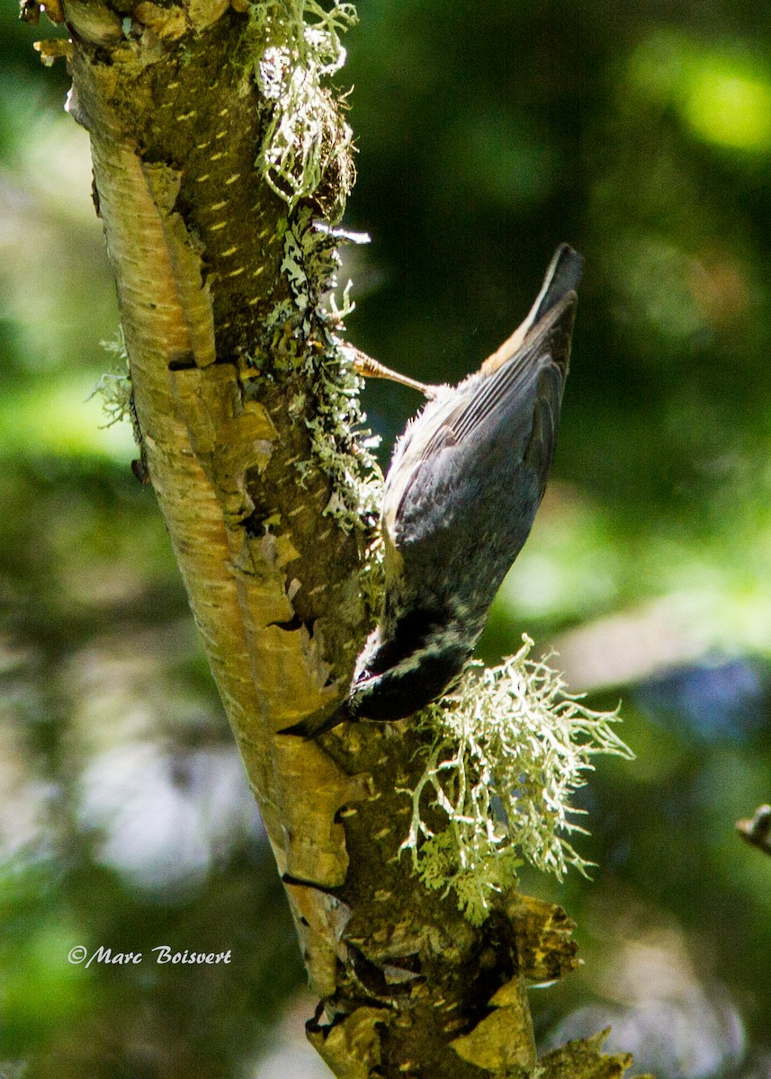 Red-breasted Nuthatch - ML142732171