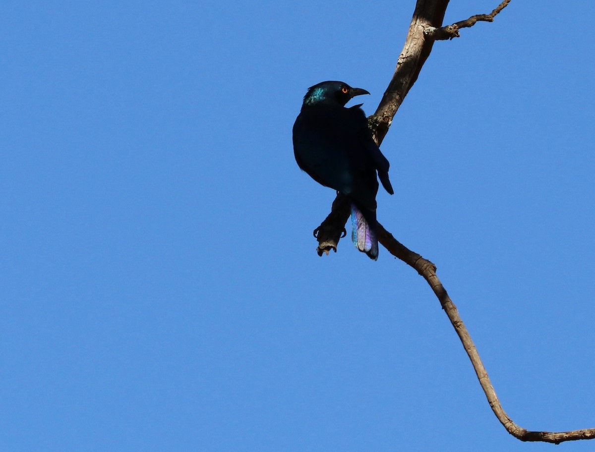 Bronze-tailed Starling - ML142733781
