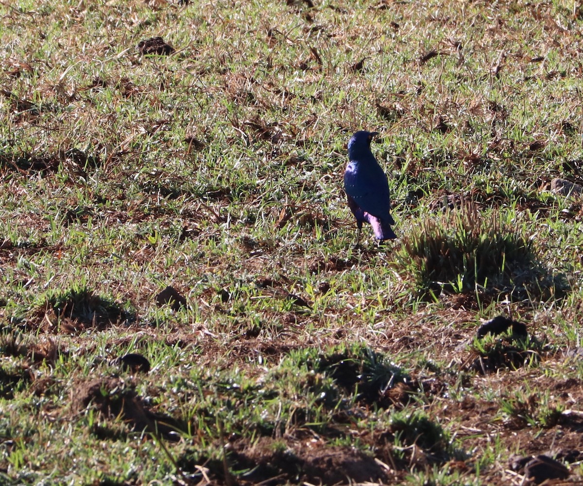 Bronze-tailed Starling - ML142733831