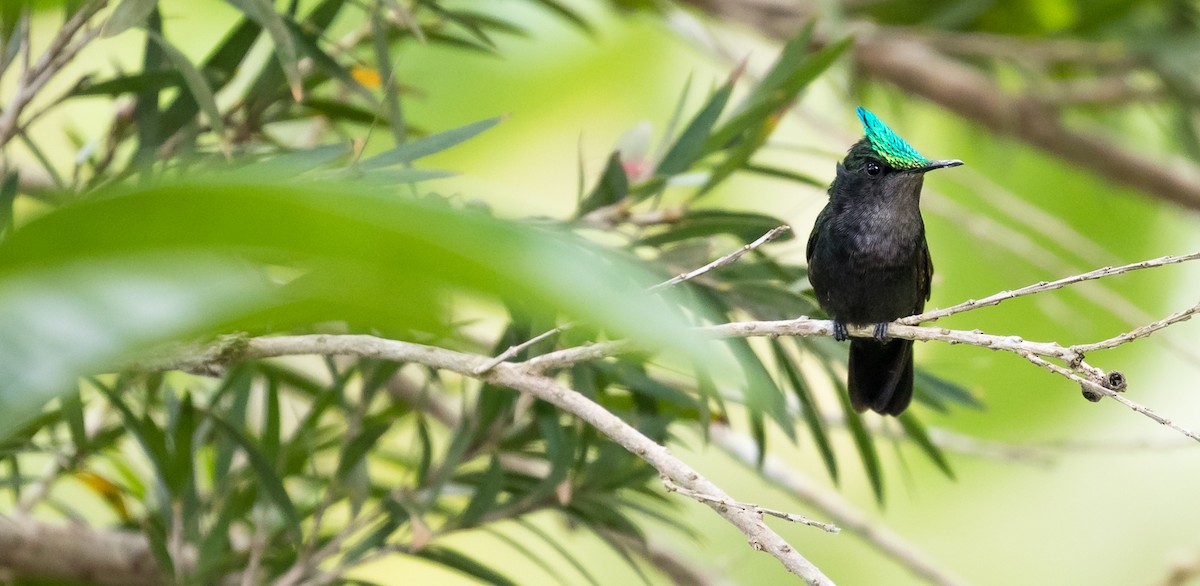 Antillean Crested Hummingbird - ML142735631