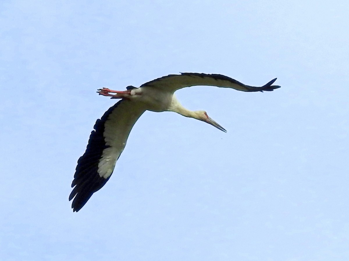 Maguari Stork - Carlos Crocce