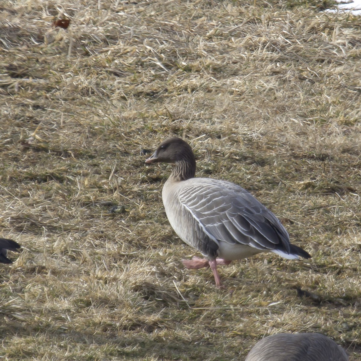 Pink-footed Goose - David Boltz