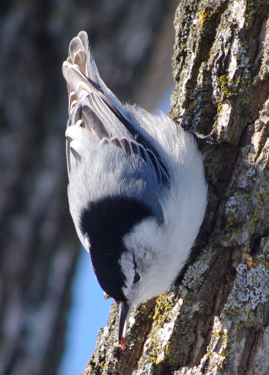 White-breasted Nuthatch - Brian Barkley