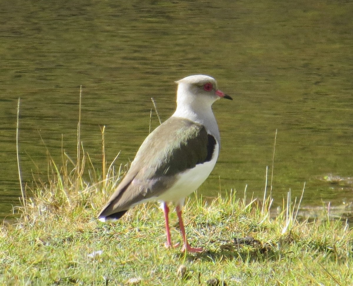Andean Lapwing - ML142743241