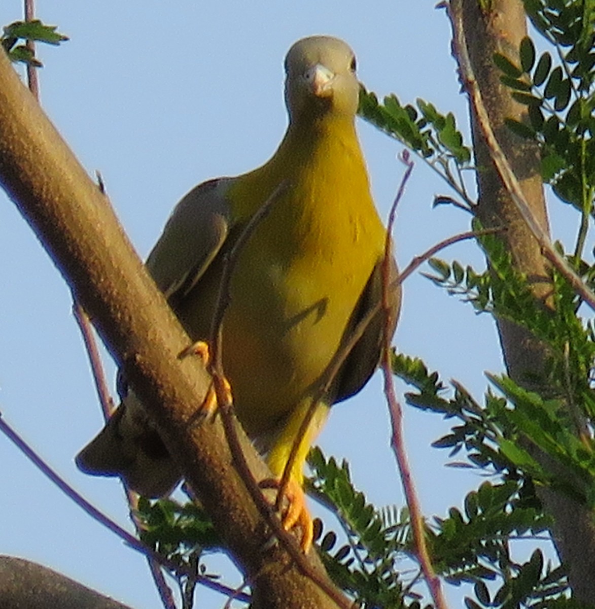 Yellow-footed Green-Pigeon - ML142744291