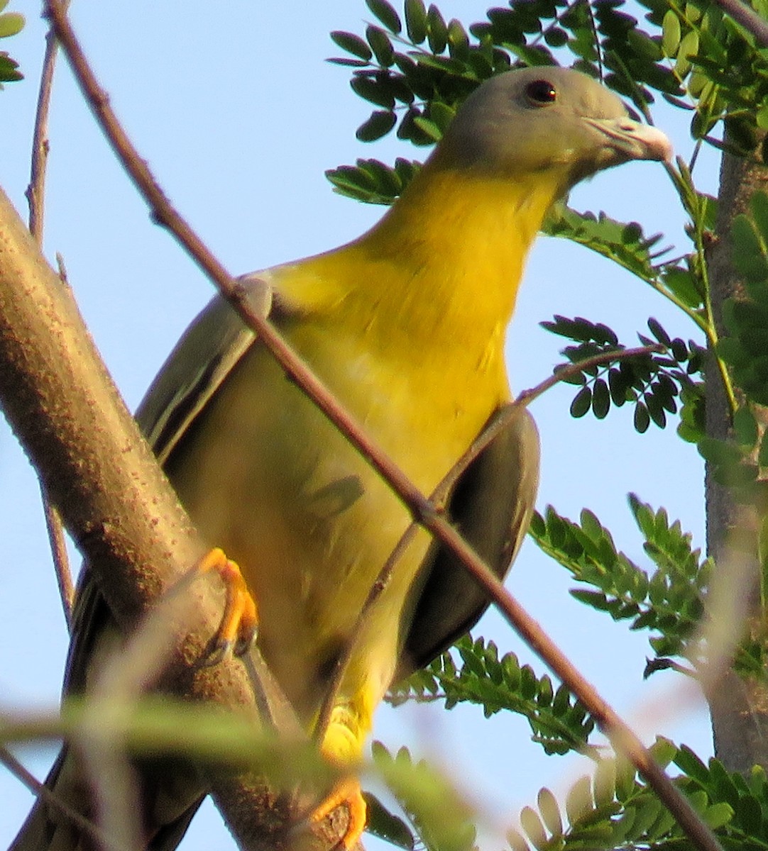 Yellow-footed Green-Pigeon - Santharam V