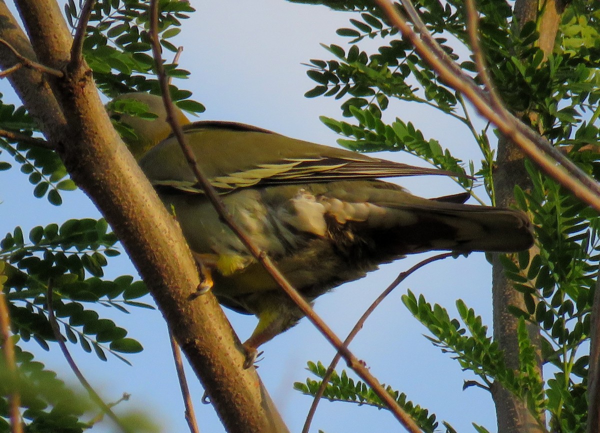 Yellow-footed Green-Pigeon - ML142744471