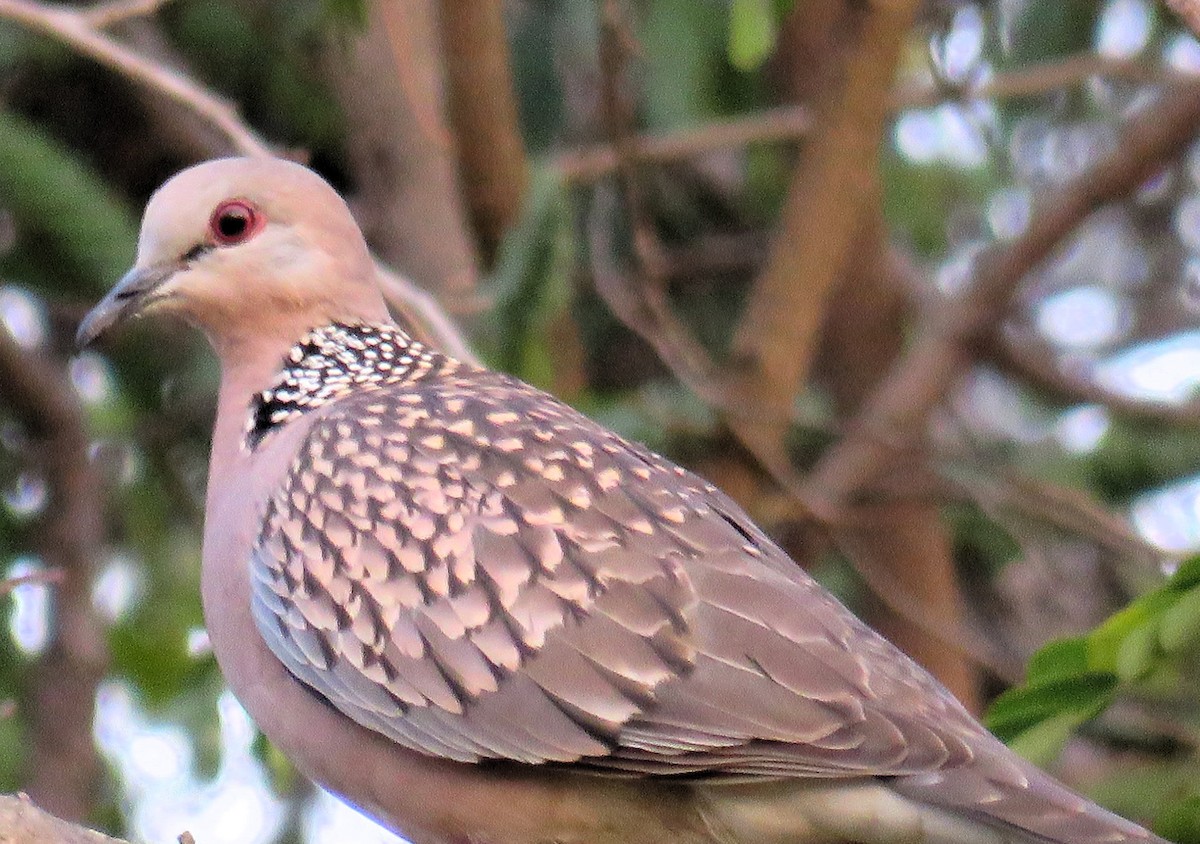 Spotted Dove - ML142744651