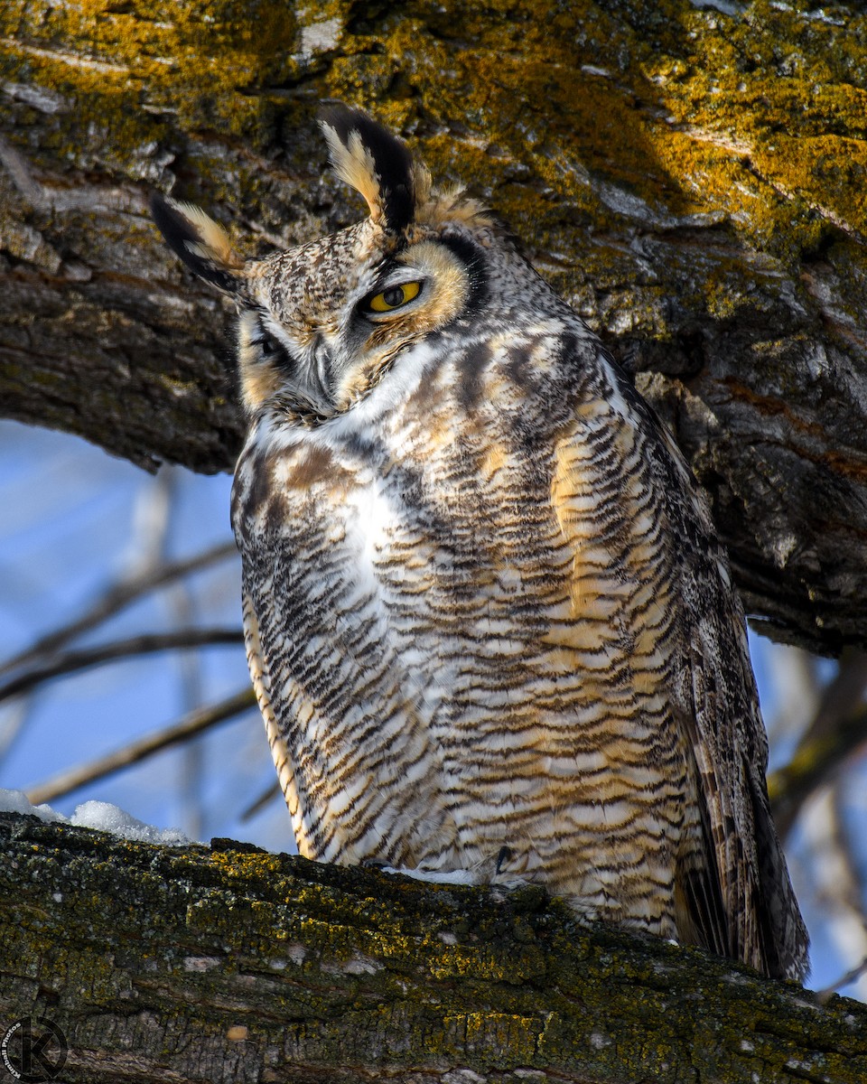 Great Horned Owl - Daniel Kimball