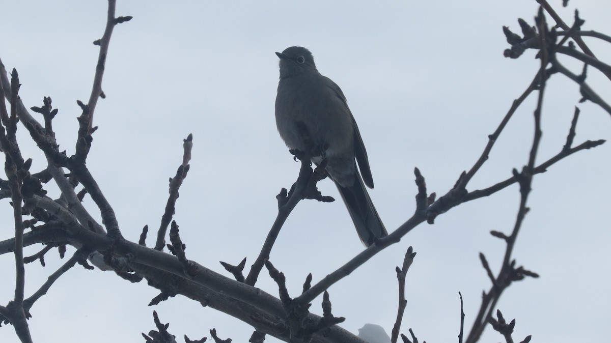 Townsend's Solitaire - Kent Coe