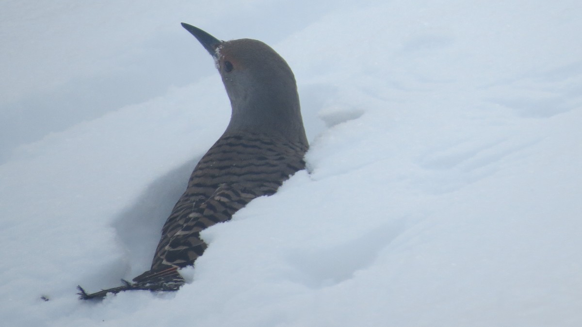 Northern Flicker (Red-shafted) - Kent Coe