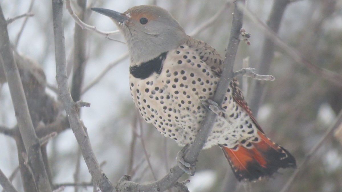 Northern Flicker (Red-shafted) - ML142748371