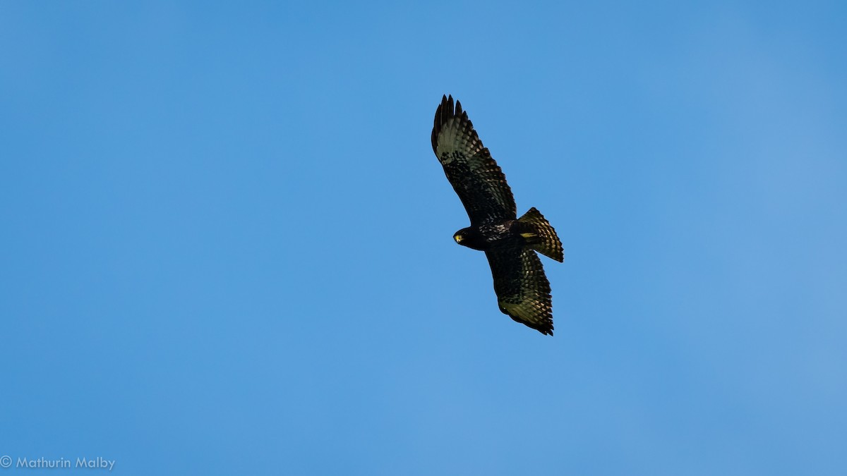 Short-tailed Hawk - Mathurin Malby