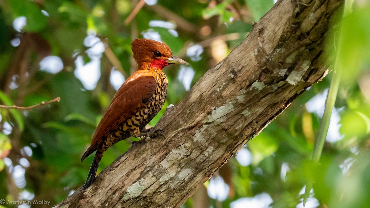 Cinnamon Woodpecker - Mathurin Malby