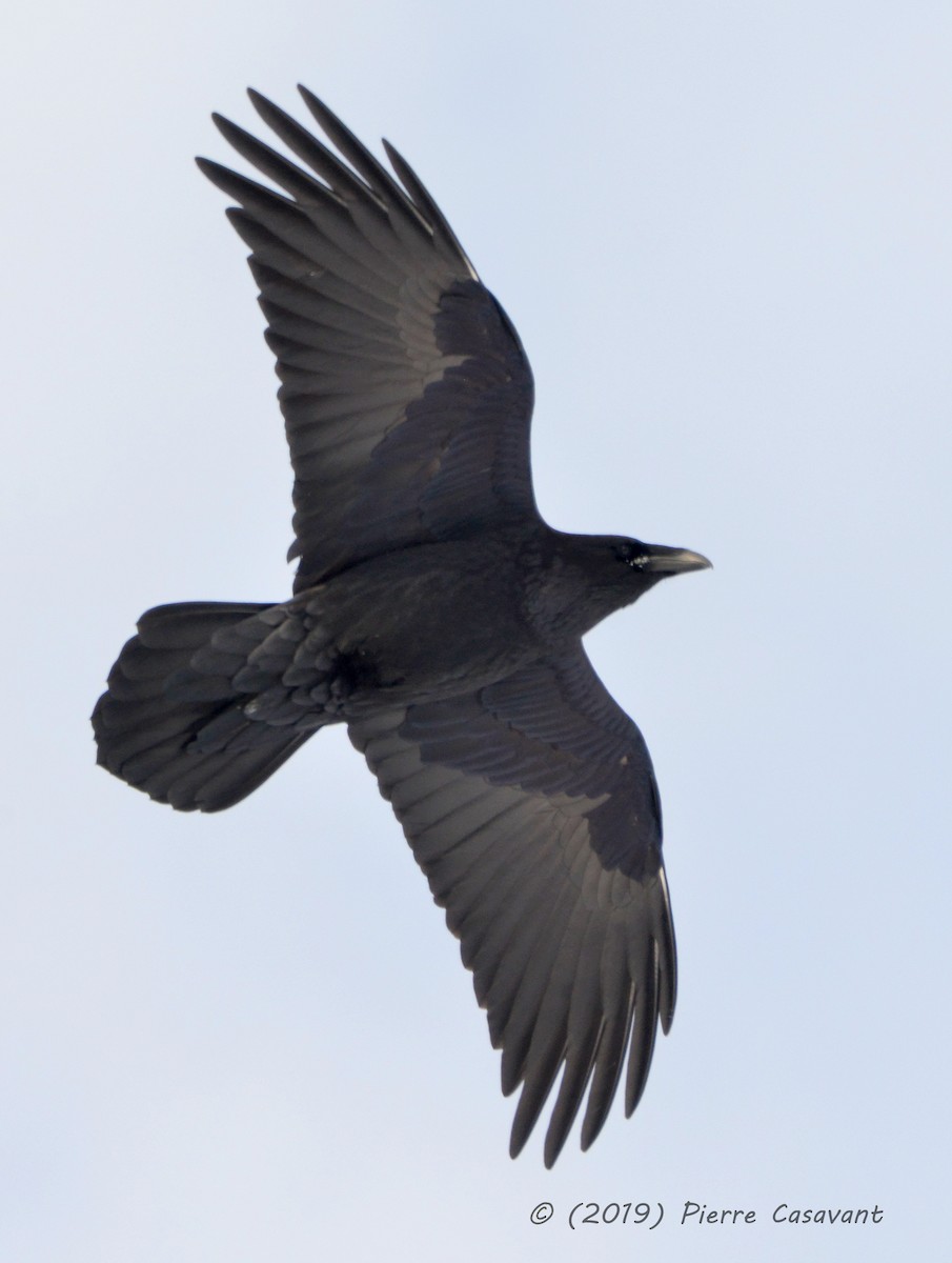 Common Raven - Pierre Casavant