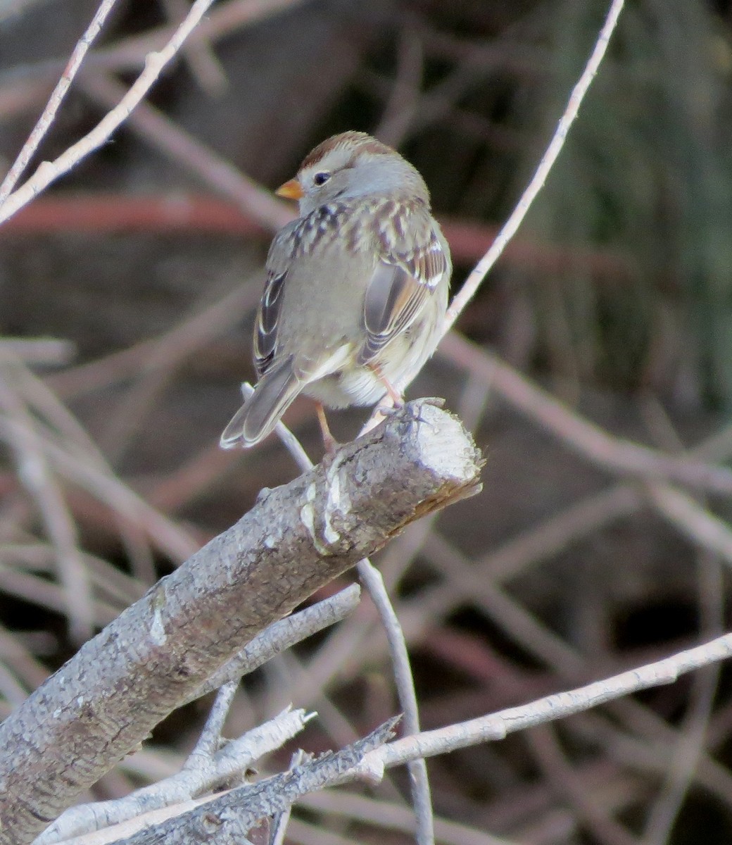 White-crowned Sparrow - ML142756901