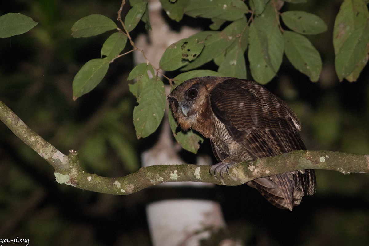 Brown Wood-Owl - ML142759951