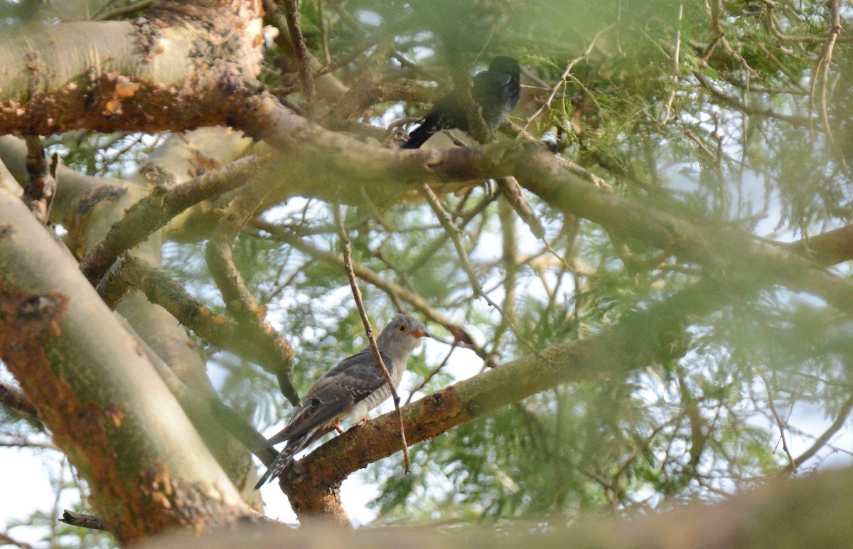 African Cuckoo - ML142762871