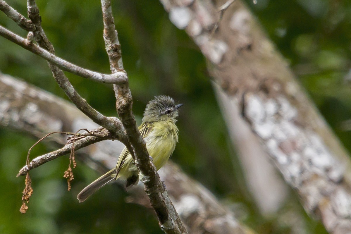 Gray-crowned Flatbill - ML142764101