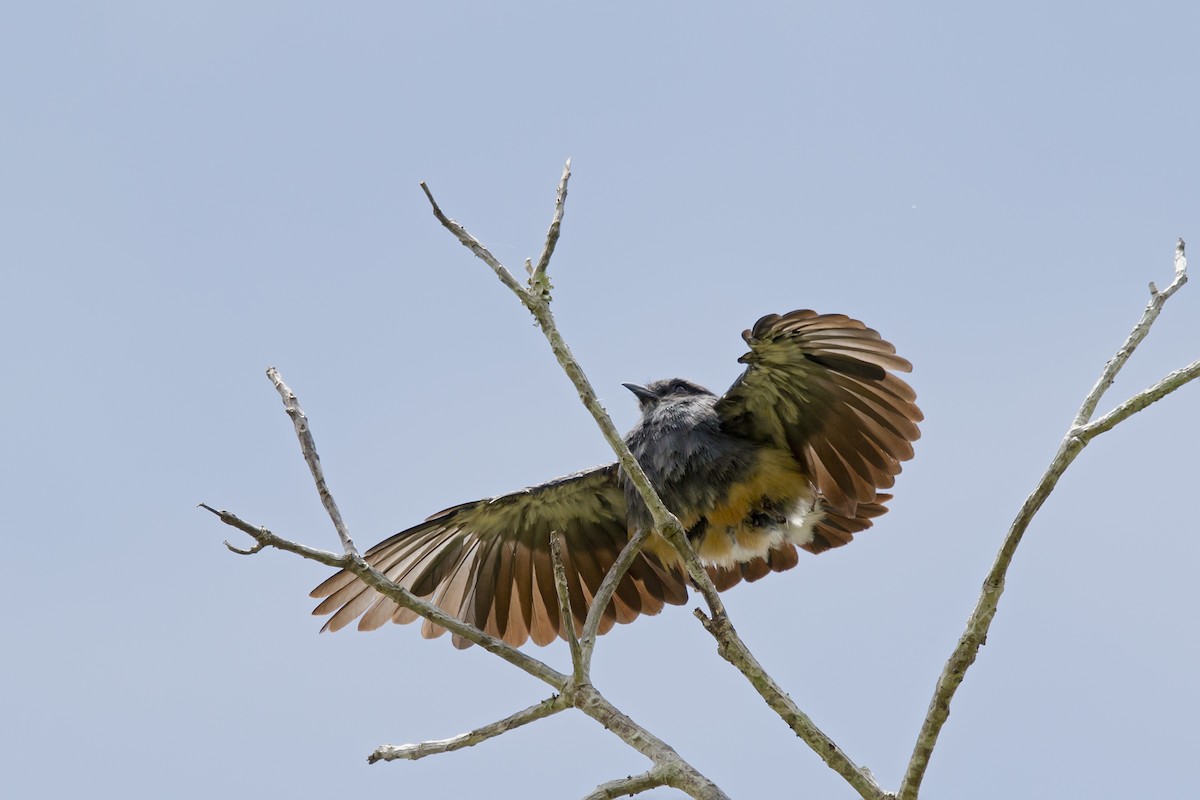 Swallow-winged Puffbird - Gabriel Bonfa